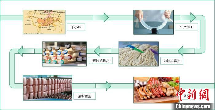 圖為腸衣生產(chǎn)加工過程示意圖?!∈茉L者供圖 圖為腸衣生產(chǎn)加工過程示意圖。 受訪者供圖