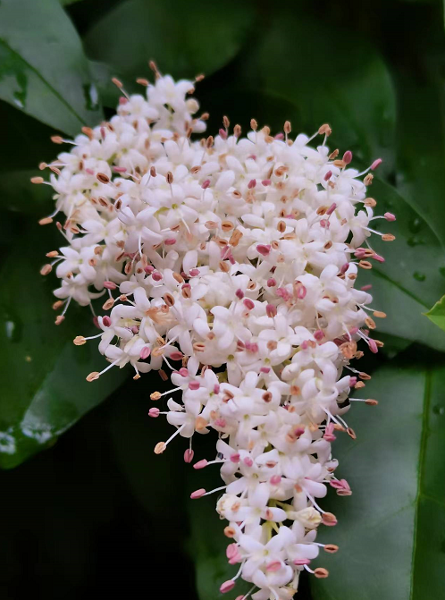 1653303743668555.png image.png